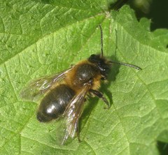 Andrena