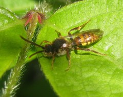 Nomada