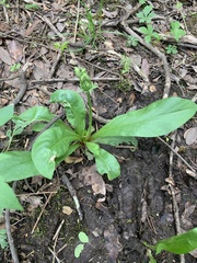 Primula meadia