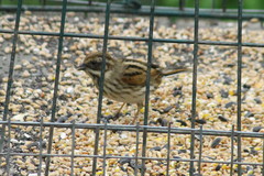 Emberiza schoeniclus