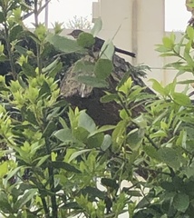 Turdus merula