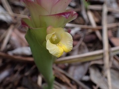 Curcuma aromatica