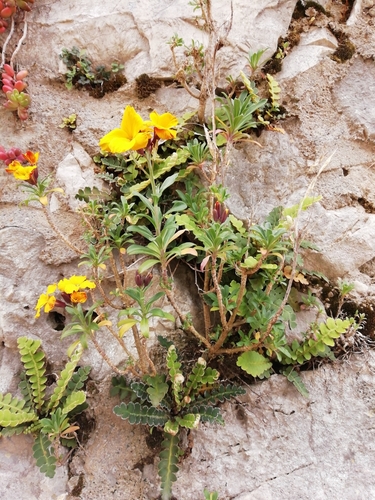 Erysimum cheiri iNat (1)
