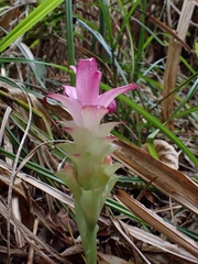 Curcuma aromatica