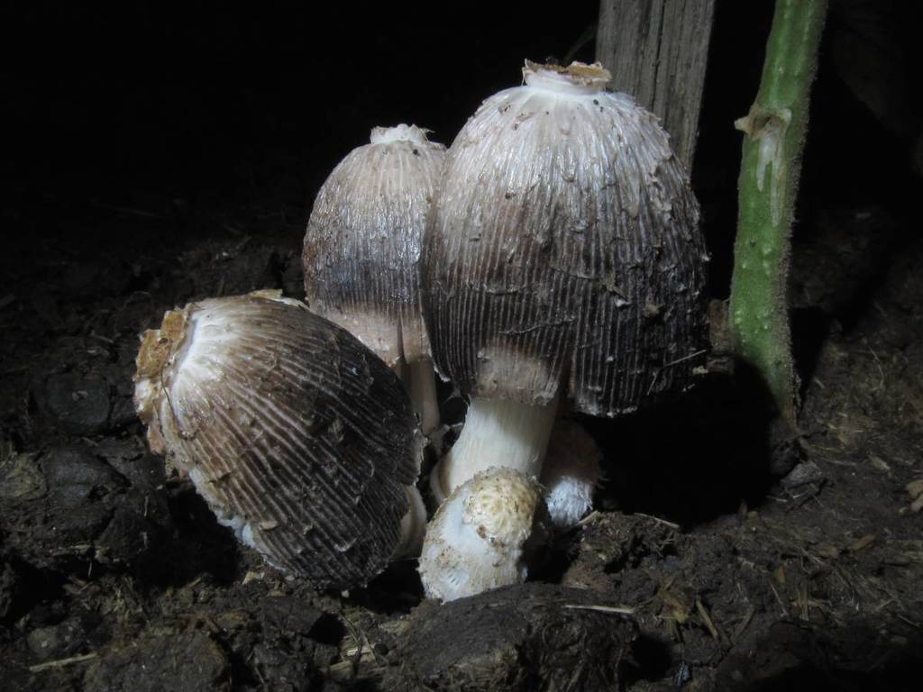 midden inkcap