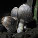 Midden Inkcap - Photo (c) anonymous, some rights reserved (CC BY-SA)