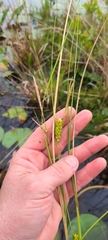 Carex striata