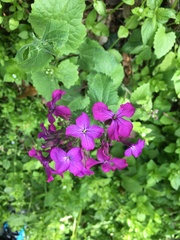 Lunaria annua