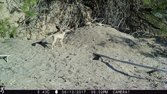 Vulpes macrotis macrotis