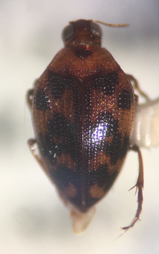 Haliplus punctatus