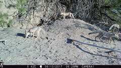 Vulpes macrotis macrotis