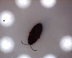 Trapezonotus desertus