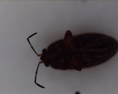 Trapezonotus desertus