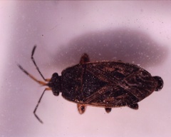 Trapezonotus desertus