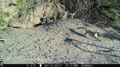 Vulpes macrotis macrotis