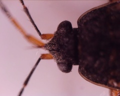 Trapezonotus desertus