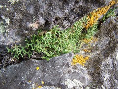 Selaginella sanguinolenta