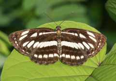 Neptis hylas varmona
