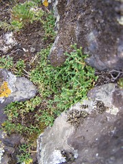 Selaginella sanguinolenta