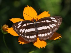 Neptis hylas varmona