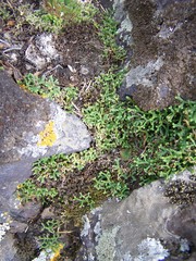 Selaginella sanguinolenta