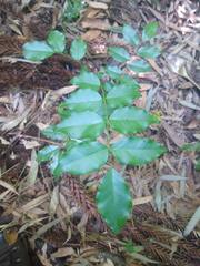 Myrocarpus frondosus