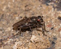 Copromyzinae