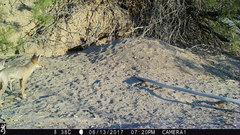 Vulpes macrotis macrotis