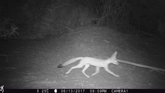 Vulpes macrotis macrotis