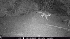 Vulpes macrotis macrotis