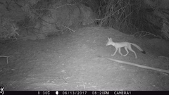 Vulpes macrotis macrotis