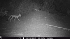 Vulpes macrotis macrotis