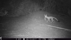 Vulpes macrotis macrotis