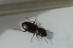 Notiophilus rufipes