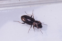 Notiophilus rufipes