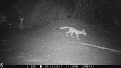 Vulpes macrotis macrotis