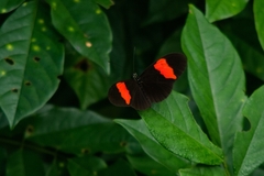 Heliconius erato hydara