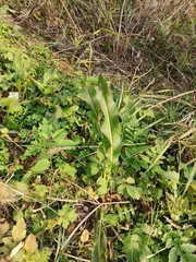 Rumex acetosa