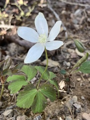 Anemonoides lancifolia