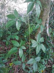 Rubus erythrocladus