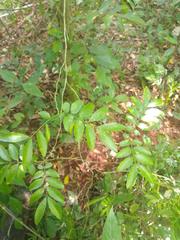 Diatenopteryx sorbifolia