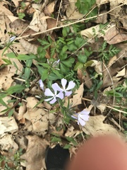 Phlox divaricata divaricata