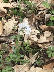 Phlox divaricata divaricata