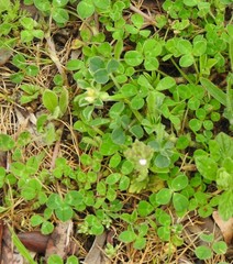 Trifolium pratense