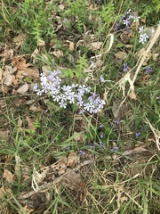 Phlox divaricata divaricata