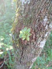 Eurystyles cotyledon