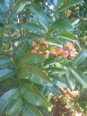 Matayba elaeagnoides