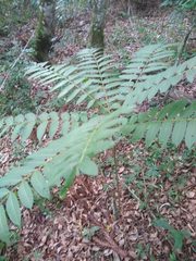 Cedrela fissilis