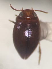 Brachyvatus apicatus