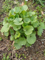 Alliaria petiolata